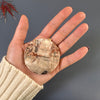 Petrified wood oversized disk pendant