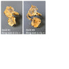 Raw citrine slice dual stone ring